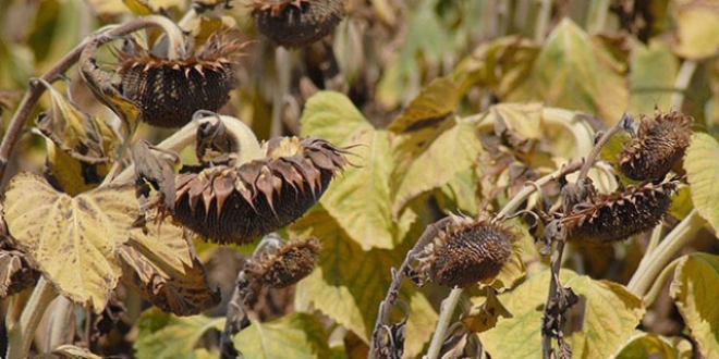 Tar�m �r�nleri k�resel �s�nman�n h�z�na yeti�emeyecek