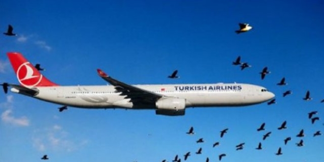 THY uçağı kuş sürüsüne çarptı