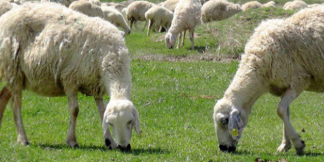 Giresun'da mayn patlad, koyunlar telef oldu