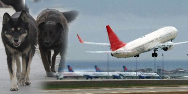 Piste k�pek girdi, u�aklar ge� kalkt�