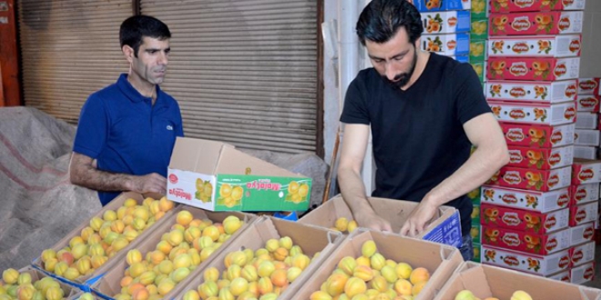 Kayısı bahçede 2, pazarda 6 lira