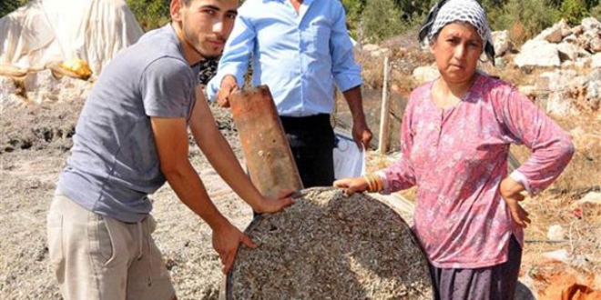 Doğadan topluyorlar, kilosu 450 TL