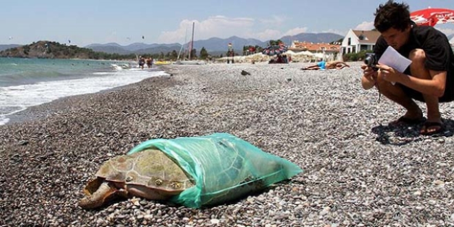 Fethiye sahilinde �l� caretta caretta bulundu
