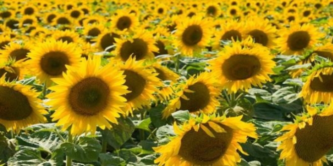 Ay�i�e�inde rekolte art��� beklentisi