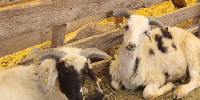 Kurban Bayram� tatili i�in rezervasyonlar ba�lad�