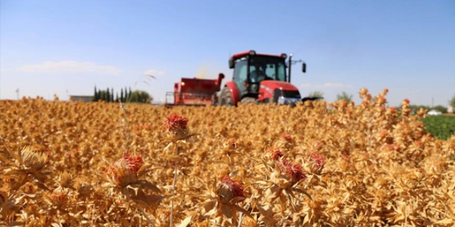 �anl�urfa'da aspir yeti�tirilebilecek