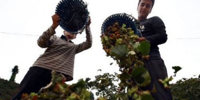 Erken hasat edilen fındık üreticisinin zararına