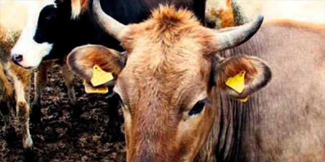 Kurbanlık fiyatları yüzde 20 zamlı