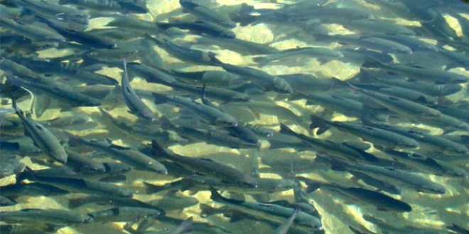 �� milyon alabal�k derelerle bulu�acak