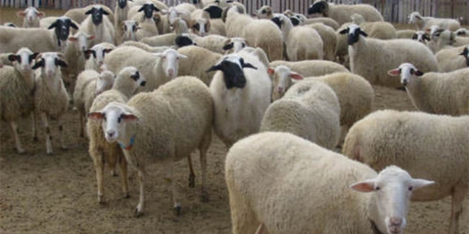 Türk Kızılayı kurban fiyatlarını açıkladı