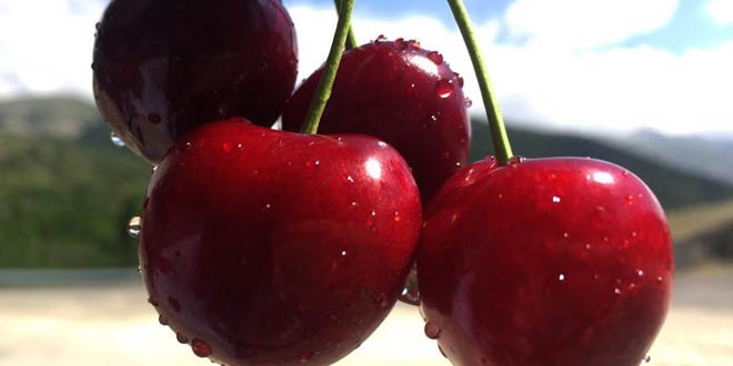 Avrupa ve Ortado�u T�rk kiraz�na doyacak