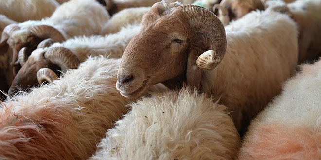 'Kurbanl�k say�s�nda s�k�nt� yok'