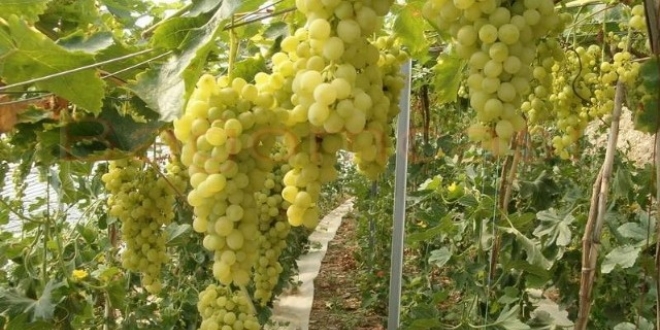 Üreticinin yüzünün gülmesi için Ar-Ge yapıyorlar