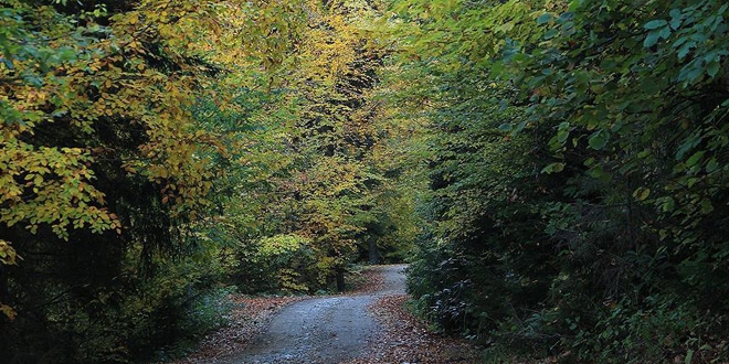 Orman su�lar� 13 y�lda y�zde 70 azald�