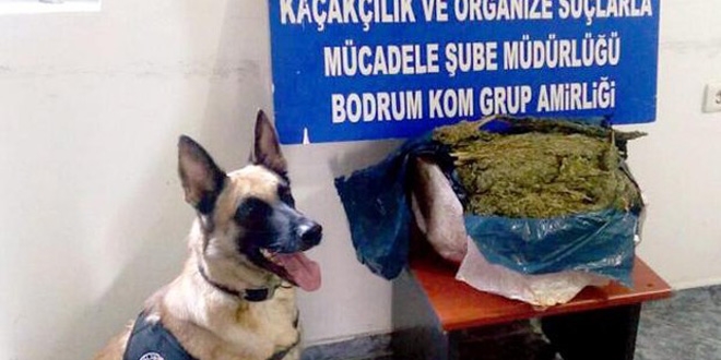 Kargoyla gelen sarımsak kolisinden esrar çıktı