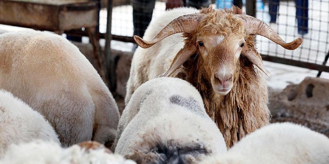 T�rkiye bayrama 5 milyon kurbanl�k ile haz�r