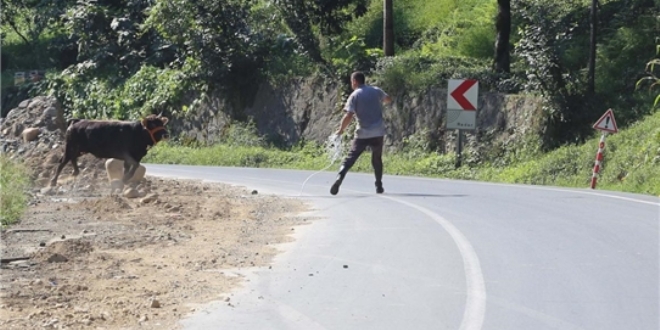 Kurbanlık kaçarak köprüdeki sürücülere zor anlar yaşattı