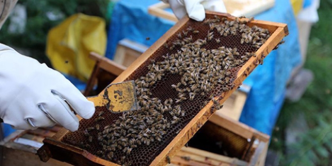 Sezonun ilk organik bal� tezgahlarda yerini ald�