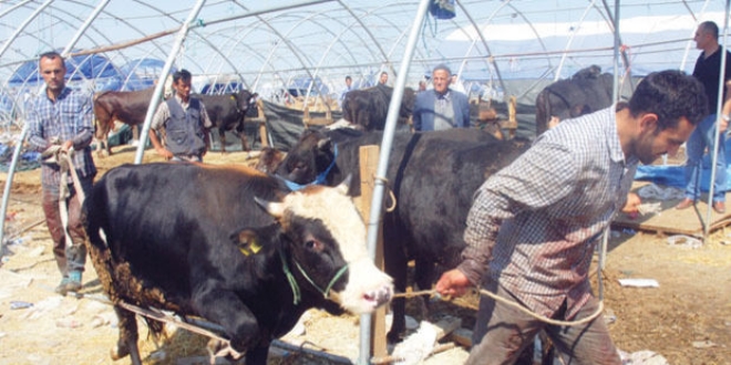 Kurban fiyatlarında büyük düşüş