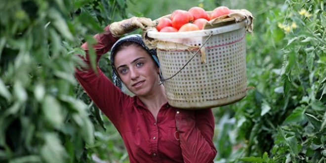 Okul ve çeyiz paralarını tarlada kazanıyorlar