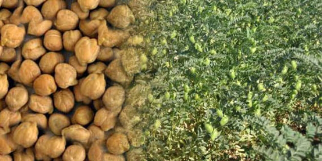 Nohut �ift�inin y�z�n� g�ld�rd�