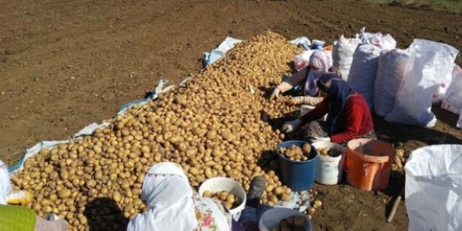 Trkiye'de ilk kez retilen 'beyaz patates', trenle toplanacak