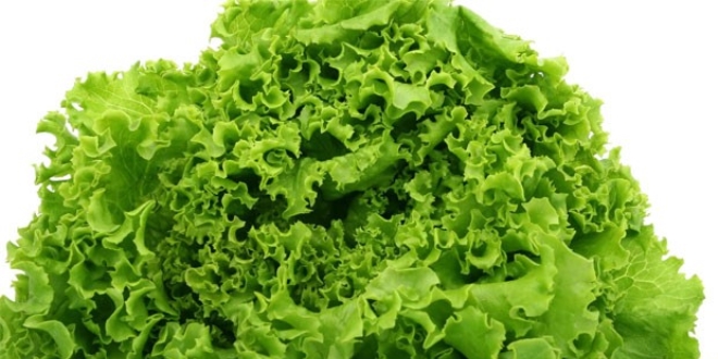 Eyll'de en fazla kvrck salatann fiyat artt