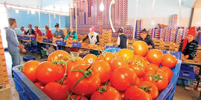 Devlet tarlayı ekip kirasını ödeyecek