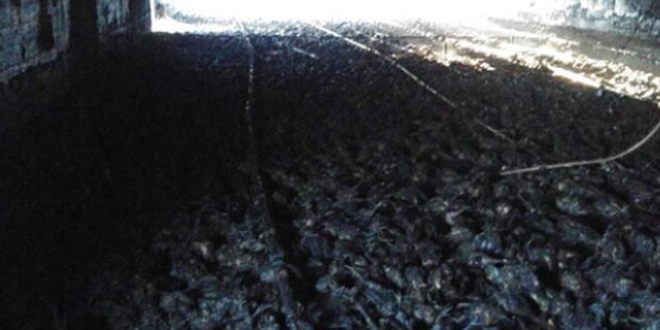 Kocaeli'de 21 bin tavuk yandı