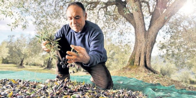Türk zeytinciye gün doğdu
