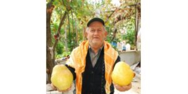 1 kilo 720 gram ağırlığında armut yetiştirdi