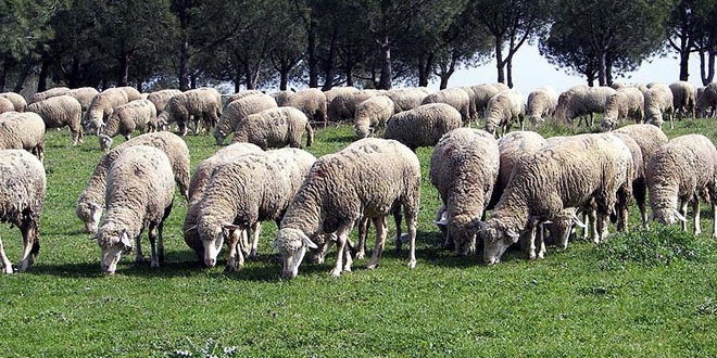 TİGEM'den 'Ölüm İthalatı Başlıyor' açıklaması