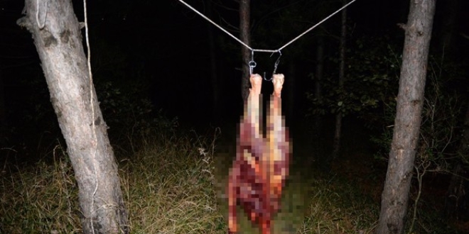 Uluda��n eteklerinde at kesimine su��st�!