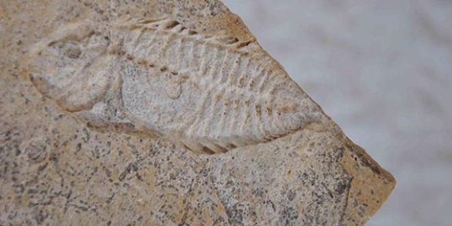 Dinozorlar döneminden kalma kılıç balığı fosili bulundu