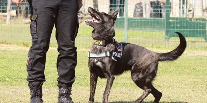 KEM'deki köpekler de FETÖ'den mağdur