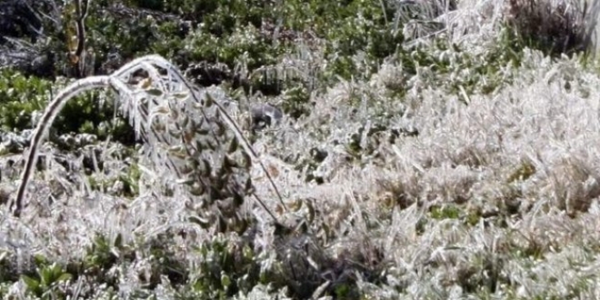 Meteorolojiden 5 il iin zirai don uyars