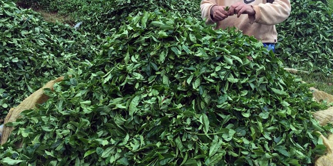 �AYKUR'da ya� �ay bedeli �demeleri ba�lad�