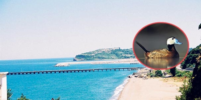 'Filyos projesi doğayı bitirecek'