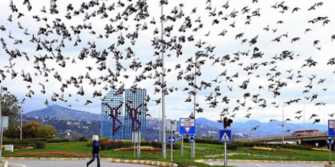Bin 500 güvercinin 'kahvaltısı' yemci hayvanseverden