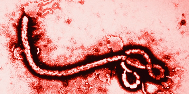 Ebola kolayca bulaşabilecek şekilde mutasyon geçirmiş
