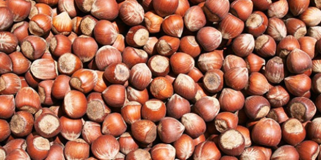 Trkiye fndk ihracatnda birinci srada