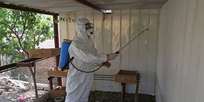 H5N8 kuş gribi Dünya genelinde hızla yayılıyor