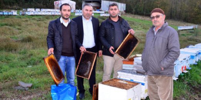 Sakarya'da 60 bin arının zehirlendiği iddia ediliyor