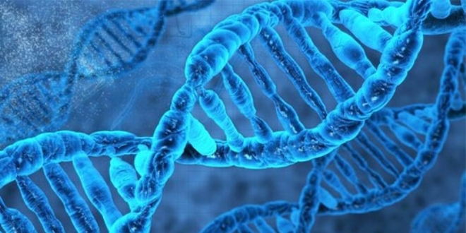 Kromozomların yüzde 53-70'i DNA'lardan oluşuyor