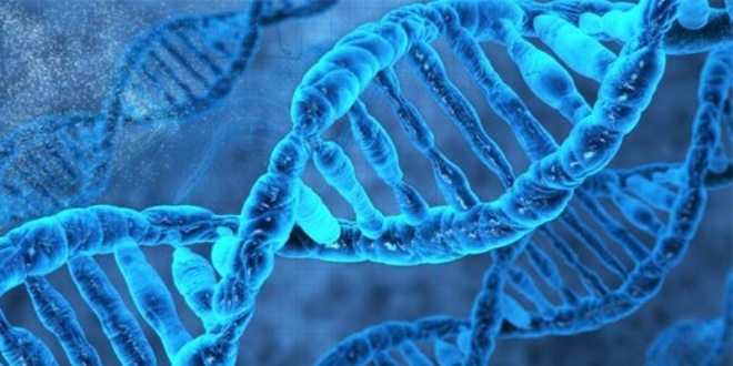 Kromozomlarn yzde 53-70'i DNA'lardan oluuyor