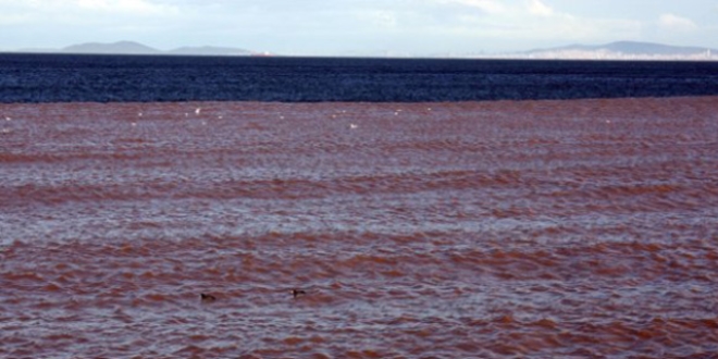 Yalova'da deniz kahverengiye boyand