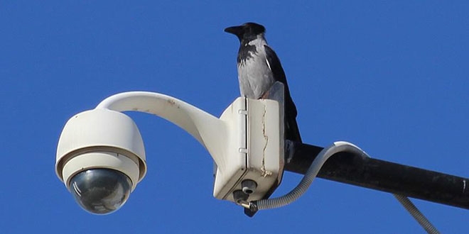 T�rkiye Ku� T�r� Listesi'ne yeni kay�t: 'G�mlekli Karga'