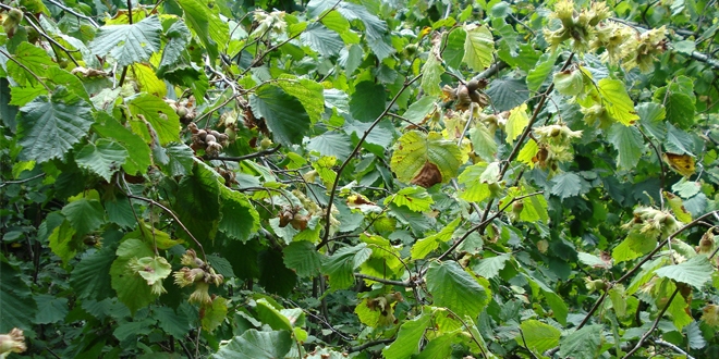 Kar fındığa yaradı