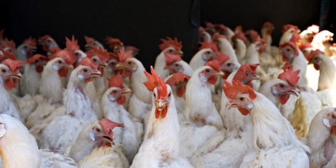 Kendi artıklarıyla beslenen tavuklar çok tehlikeli