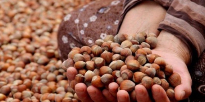 Giresun'da f�nd�k fiyat�nda art��